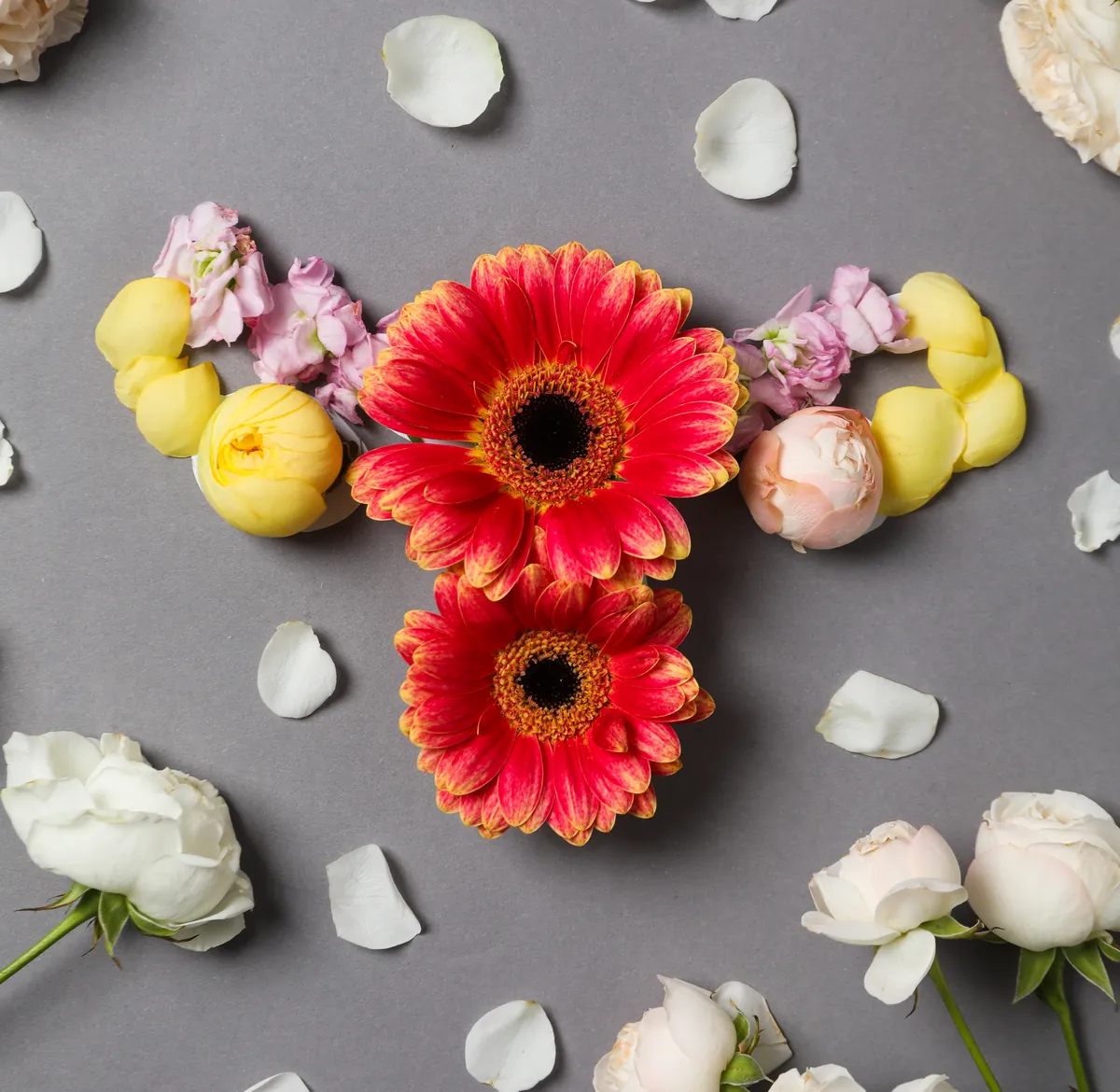 Red gerbera daisies with yellow and pink flowers arranged in the shape of a uterus, fallopian tubes and ovaries on a gray background, surrounded by white roses and scattered white petals