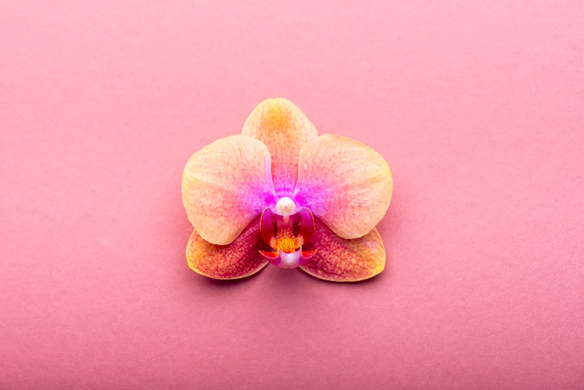 Single peach and pink orchid flower on a pink background