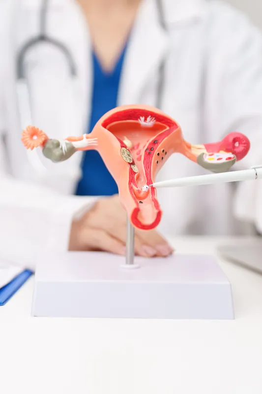 Close-up of a cut-away anatomical model of the uterus, fallopian tubes and ovaries on a white stand, with a doctor in a white coat holding a pointer behind it
